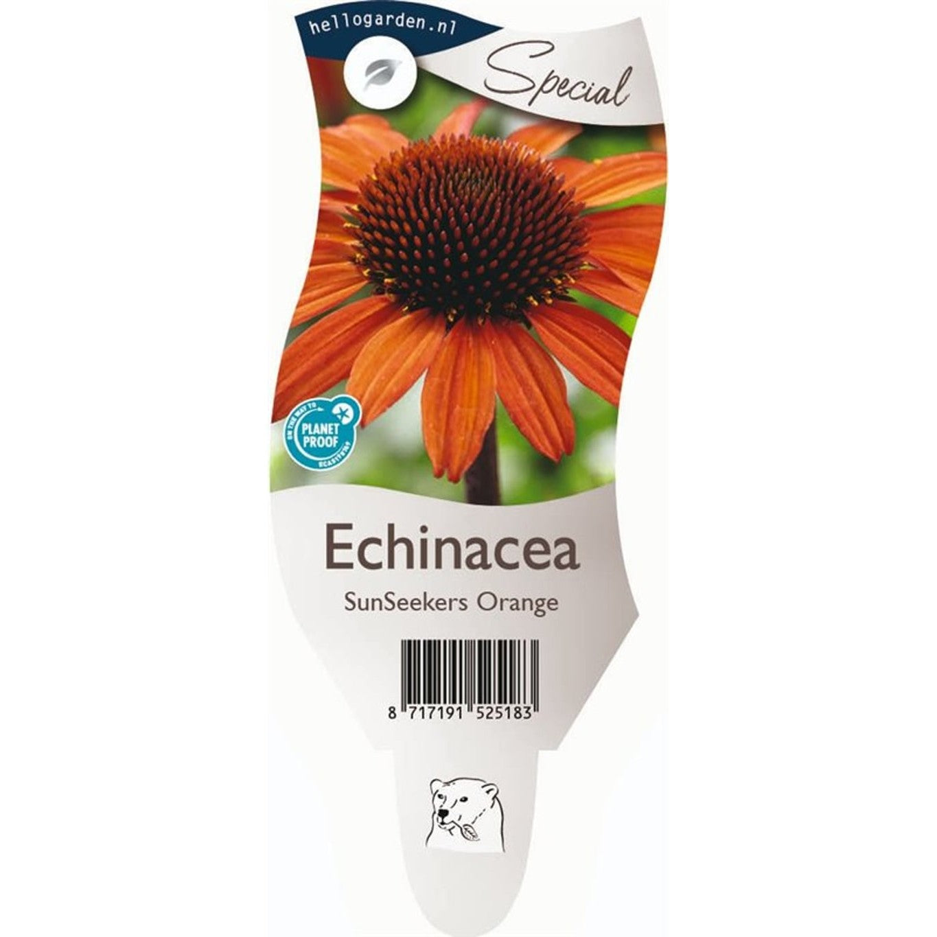 Röd solhatt – Echinacea Sunseekers Orange - P11
